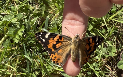 De la chenille au papillon